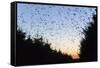 Starlings Going to Roost-null-Framed Stretched Canvas