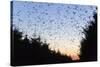 Starlings Going to Roost-null-Stretched Canvas