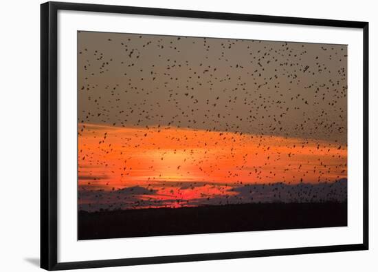 Starlings Going to Roost-null-Framed Photographic Print