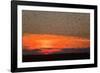 Starlings Going to Roost-null-Framed Photographic Print