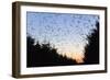 Starlings Going to Roost-null-Framed Photographic Print