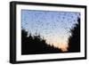 Starlings Going to Roost-null-Framed Photographic Print