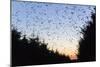 Starlings Going to Roost-null-Mounted Photographic Print