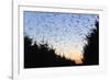 Starlings Going to Roost-null-Framed Photographic Print