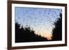 Starlings Going to Roost-null-Framed Photographic Print