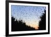 Starlings Going to Roost-null-Framed Photographic Print