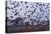 Starlings in a Fly By-null-Stretched Canvas