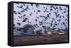 Starlings in a Fly By-null-Framed Stretched Canvas