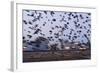 Starlings in a Fly By-null-Framed Photographic Print