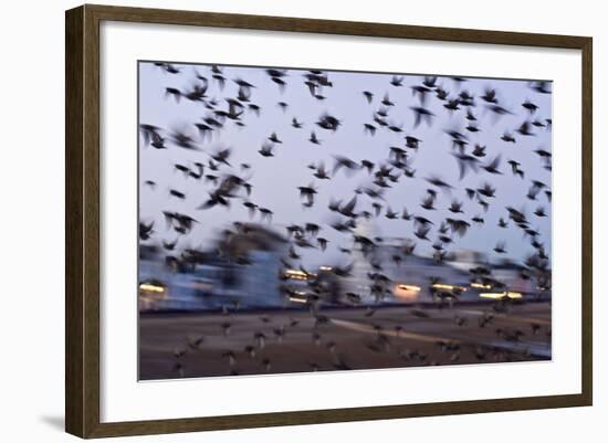 Starlings in a Fly By-null-Framed Photographic Print
