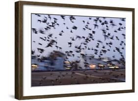 Starlings in a Fly By-null-Framed Photographic Print