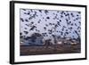 Starlings in a Fly By-null-Framed Photographic Print