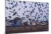 Starlings in a Fly By-null-Mounted Photographic Print