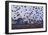 Starlings in a Fly By-null-Framed Photographic Print