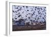 Starlings in a Fly By-null-Framed Photographic Print