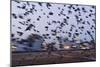 Starlings in a Fly By-null-Mounted Photographic Print