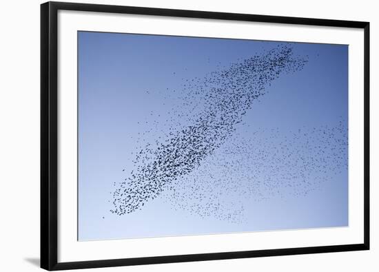 Starlings Mass Manouver in the Skys Above the Roosting Site-null-Framed Photographic Print