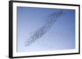Starlings Mass Manouver in the Skys Above the Roosting Site-null-Framed Photographic Print