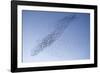 Starlings Mass Manouver in the Skys Above the Roosting Site-null-Framed Photographic Print