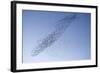 Starlings Mass Manouver in the Skys Above the Roosting Site-null-Framed Photographic Print