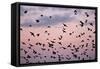 Starlings Mass of Birds in Flight-null-Framed Stretched Canvas