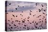 Starlings Mass of Birds in Flight-null-Stretched Canvas