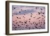 Starlings Mass of Birds in Flight-null-Framed Photographic Print