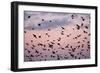 Starlings Mass of Birds in Flight-null-Framed Photographic Print