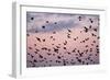 Starlings Mass of Birds in Flight-null-Framed Photographic Print