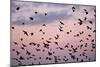 Starlings Mass of Birds in Flight-null-Mounted Photographic Print