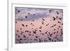 Starlings Mass of Birds in Flight-null-Framed Photographic Print