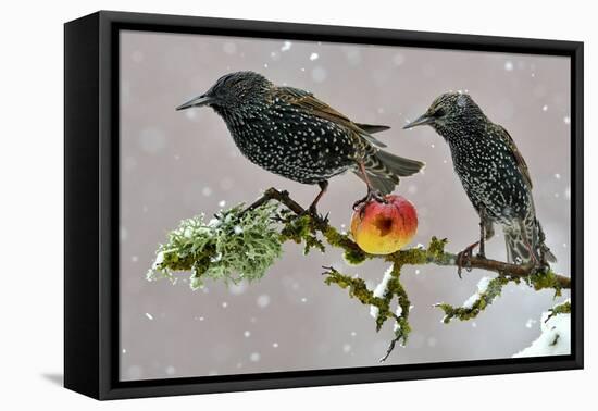 Starlings (Sturnus Vulgaris), Adults Perched on Branch in Winter Feeding on Apple-Michel Poinsignon-Framed Stretched Canvas