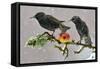 Starlings (Sturnus Vulgaris), Adults Perched on Branch in Winter Feeding on Apple-Michel Poinsignon-Framed Stretched Canvas