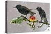 Starlings (Sturnus Vulgaris), Adults Perched on Branch in Winter Feeding on Apple-Michel Poinsignon-Stretched Canvas