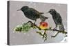 Starlings (Sturnus Vulgaris), Adults Perched on Branch in Winter Feeding on Apple-Michel Poinsignon-Stretched Canvas