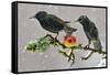 Starlings (Sturnus Vulgaris), Adults Perched on Branch in Winter Feeding on Apple-Michel Poinsignon-Framed Stretched Canvas