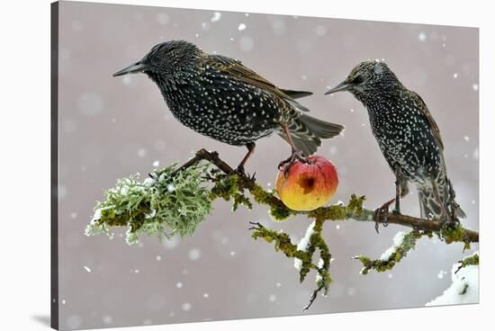 Starlings (Sturnus Vulgaris), Adults Perched on Branch in Winter Feeding on Apple-Michel Poinsignon-Stretched Canvas