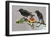 Starlings (Sturnus Vulgaris), Adults Perched on Branch in Winter Feeding on Apple-Michel Poinsignon-Framed Photographic Print