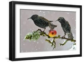 Starlings (Sturnus Vulgaris), Adults Perched on Branch in Winter Feeding on Apple-Michel Poinsignon-Framed Photographic Print