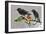 Starlings (Sturnus Vulgaris), Adults Perched on Branch in Winter Feeding on Apple-Michel Poinsignon-Framed Photographic Print