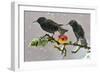 Starlings (Sturnus Vulgaris), Adults Perched on Branch in Winter Feeding on Apple-Michel Poinsignon-Framed Photographic Print