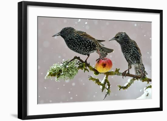 Starlings (Sturnus Vulgaris), Adults Perched on Branch in Winter Feeding on Apple-Michel Poinsignon-Framed Photographic Print