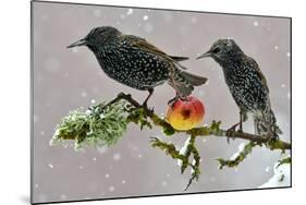 Starlings (Sturnus Vulgaris), Adults Perched on Branch in Winter Feeding on Apple-Michel Poinsignon-Mounted Photographic Print