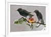 Starlings (Sturnus Vulgaris), Adults Perched on Branch in Winter Feeding on Apple-Michel Poinsignon-Framed Photographic Print