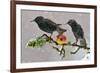 Starlings (Sturnus Vulgaris), Adults Perched on Branch in Winter Feeding on Apple-Michel Poinsignon-Framed Photographic Print