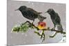 Starlings (Sturnus Vulgaris), Adults Perched on Branch in Winter Feeding on Apple-Michel Poinsignon-Mounted Photographic Print