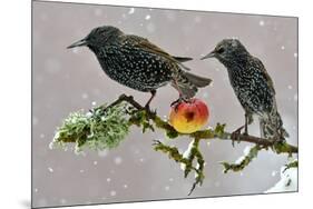 Starlings (Sturnus Vulgaris), Adults Perched on Branch in Winter Feeding on Apple-Michel Poinsignon-Mounted Photographic Print