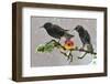 Starlings (Sturnus Vulgaris), Adults Perched on Branch in Winter Feeding on Apple-Michel Poinsignon-Framed Photographic Print