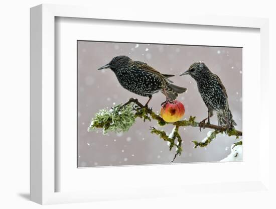 Starlings (Sturnus Vulgaris), Adults Perched on Branch in Winter Feeding on Apple-Michel Poinsignon-Framed Photographic Print