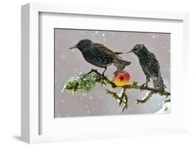 Starlings (Sturnus Vulgaris), Adults Perched on Branch in Winter Feeding on Apple-Michel Poinsignon-Framed Photographic Print